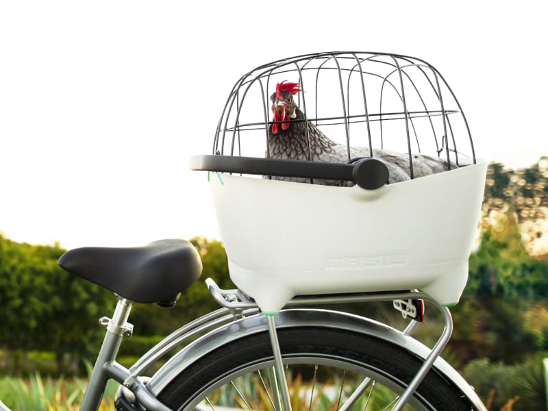 Rear pet 2024 basket for bike