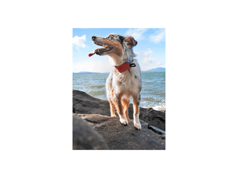 Raddog collar shop