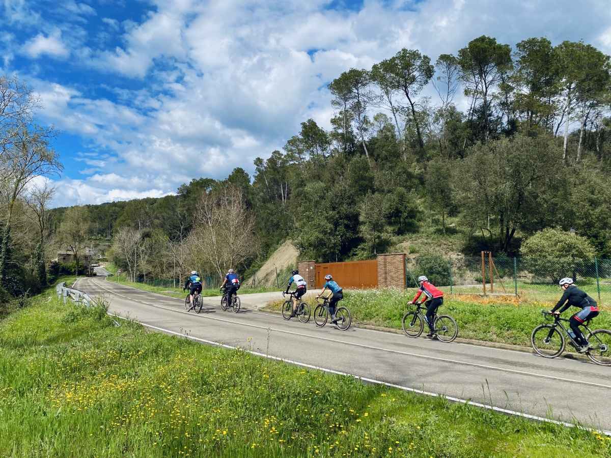 A group of cyclists riding a curving road past pine trees outside Girona